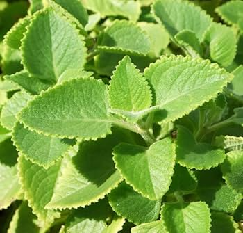 Cuban Oregano (Mexican Mint) Starter Plants - 2 Bare Root Live Herbs, Plectranthus amboinicus