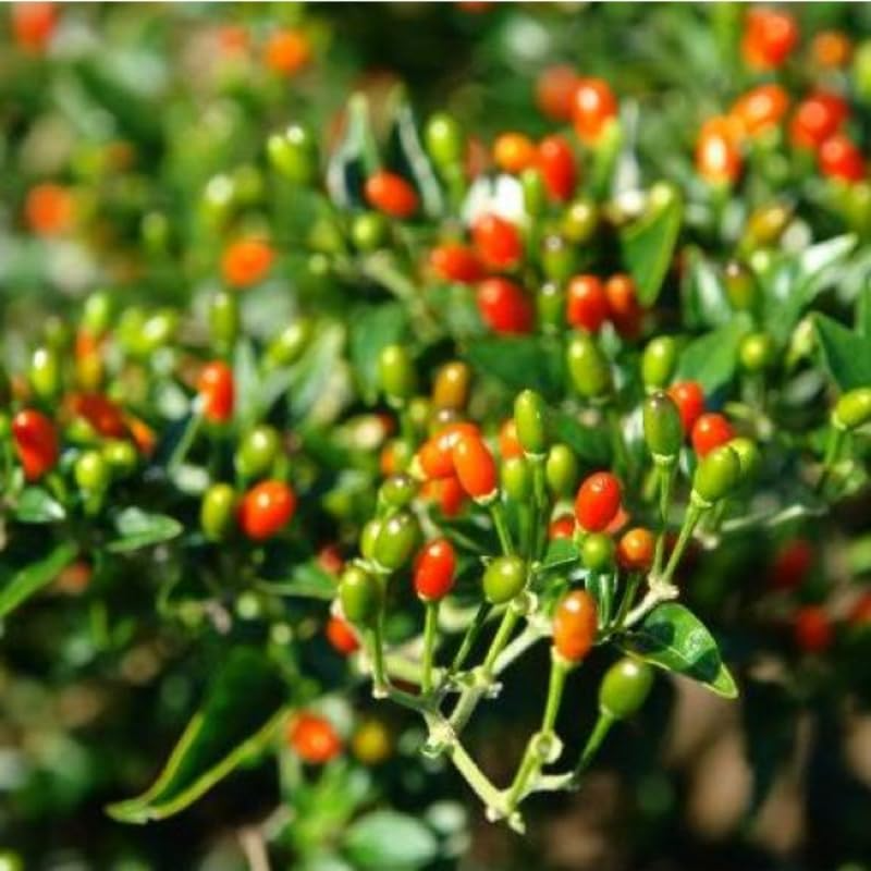 Chiltepin Pepper Seeds | Bird’s Eye Pepper, 50,000-250,000 Scoville, 36" Tall, Zones 3-10