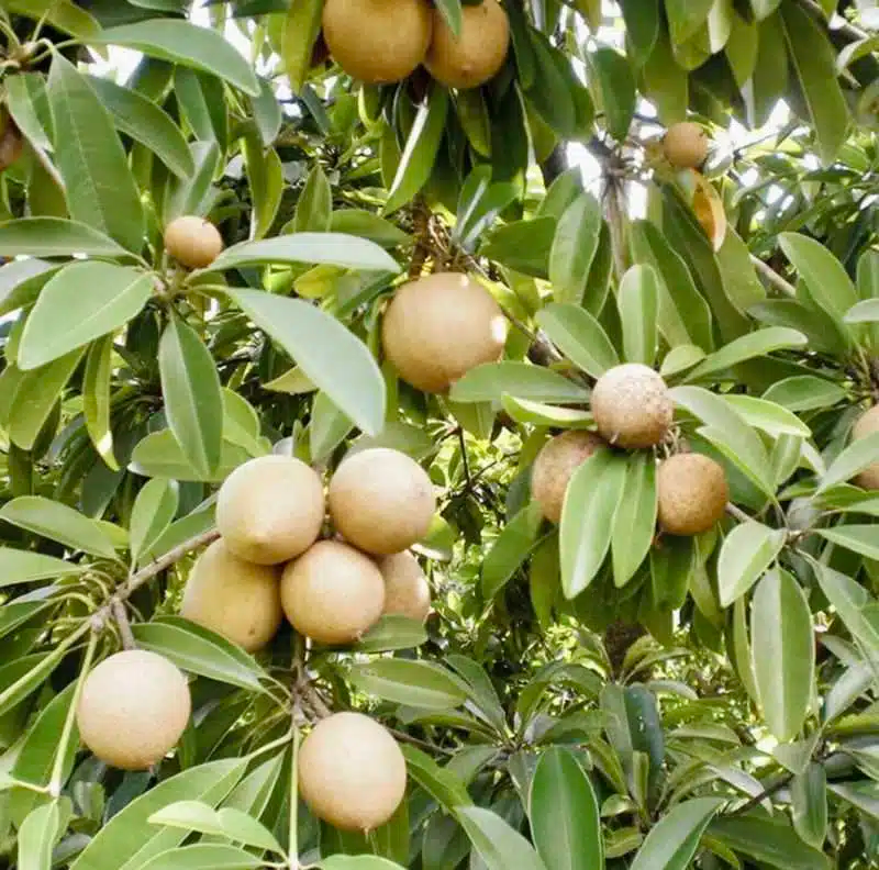 Grafted Sapodilla Tree (Manilkara zapota) – 24"-36" Live Tropical Fruit Tree, Fast Fruiting