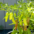 Golden Greek Pepperoncini Seeds - Heirloom, Non-GMO, 65 Days, 3-5" Peppers