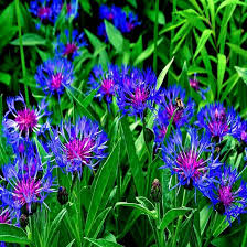 Mountain Blue Cornflower Seeds (Centaurea montana) – 20 Seeds, 1-2 ft, Perennial, Drought-T tolerant, Pollinator-Friendly