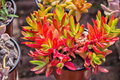 Crassula Campfire Cuttings - 3 Live 2-Inch Unrooted Cuttings, Red Foliage, Full Sun