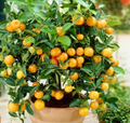 Calamondin Orange Tree Seedling – 4-6" Potted, Self-Pollinating, Zones 8-11