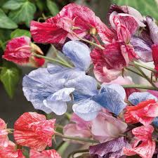 Streamer Mix Sweet Pea Seeds - Fragrant Multicolor Vines, 5-6 ft, Non-GMO, Zones 1-10