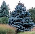 Colorado Blue Spruce Seeds (Picea pungens) – Evergreen Bonsai Potential, 20 Seeds
