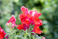 Floral Showers Scarlet Snapdragon Seeds (Antirrhinum majus) - 1000+ Seeds