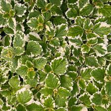 Plectranthus coleoides ‘Variegata’ Bare Root Swedish Ivy Plant (4”) – Variegated, Fragrant, Trailing