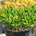 Crassula Ovata 'Hobbit Jade' Bare Root 2-4" Plant - Drought-Tolerant Money Tree Succulent