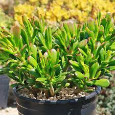 Crassula Ovata 'Hobbit Jade' Bare Root 2-4" Plant - Drought-Tolerant Money Tree Succulent