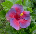 Hibiscus Nightfire Starter Plant - 3 Fresh Unrooted Cuttings