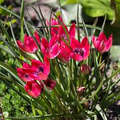 Tulipa 'Little Beauty' Tulip Bulbs | 5 Bulbs, 6" Dwarf, Pink & Blue Blooms, Perennial