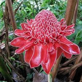 Red Torch Ginger Seeds (Etlingera elatior) - 10 Seeds, Tropical Flower, 3-5' Tall