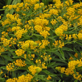 April's Yellow Milkweed (Asclepias spp.) Seeds - 15 Premium Seeds, Bright Yellow Blooms, Monarch Host Plant