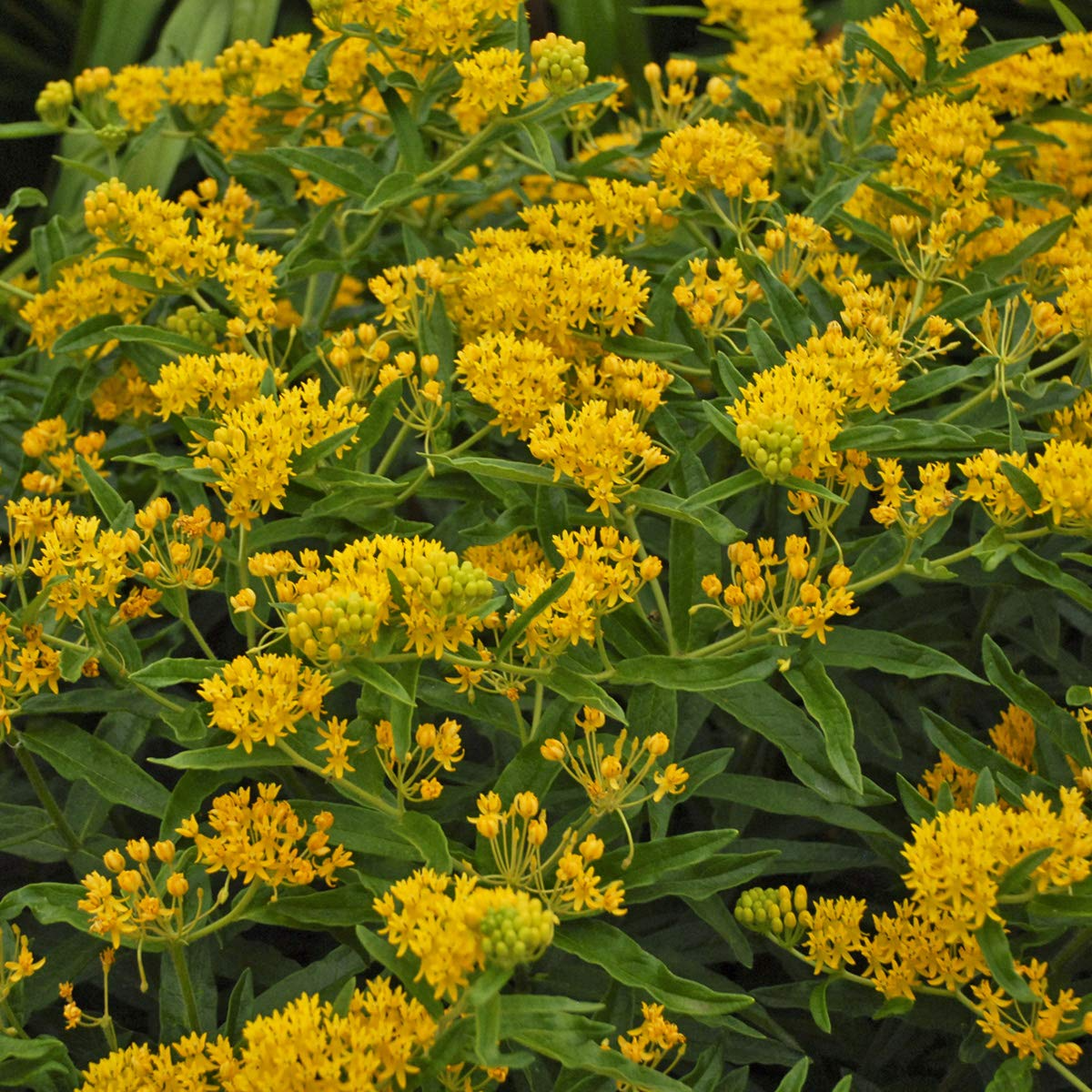 April's Yellow Milkweed (Asclepias spp.) Seeds - 15 Premium Seeds, Bright Yellow Blooms, Monarch Host Plant
