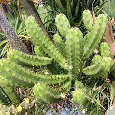 Myrtillocactus Geometrizans Rooted Cutting - 10-12" Blue Candle Cactus with Black Spines