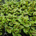 Red Veined Sorrel (Rumex sanguineus) Seeds - 250 Seeds, Tangy Culinary Herb