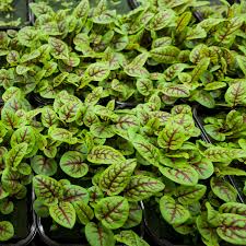 Red Veined Sorrel (Rumex sanguineus) Seeds - 250 Seeds, Tangy Culinary Herb