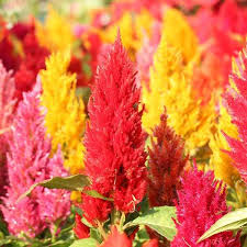 Pampas Plume Mix Celosia Seeds - Feathery Plumes 24-40" Tall, Zones 3-10