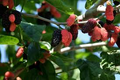 Illinois Everbearing Mulberry Live Plant (3–15