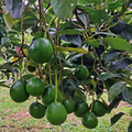 Grafted Avocado Marcus (Persea americana) Starter Plant 12-24" - Early Fruiting Zapote Fruit