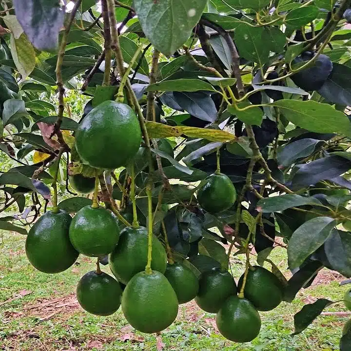 Grafted Avocado Marcus (Persea americana) Starter Plant 12-24" - Early Fruiting Zapote Fruit