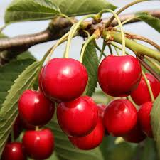 Summer Sun Cherry Seeds - High-Yield, Sweet Golden-Red Cherries (10+ Seeds)