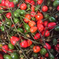 Chiltepin Hot Pepper Seeds (Capsicum annuum var. glabriusculum) 250mg — Very Hot Wild Chili