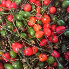 Chiltepin Hot Pepper Seeds (Capsicum annuum var. glabriusculum) 250mg — Very Hot Wild Chili