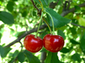 Montmorency Cherry 8" Cuttings (8 Fresh Scion Wood) for Grafting & Rooting
