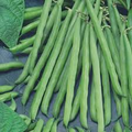 Petite Filet French Bean Seeds | Phaseolus vulgaris - Gourmet Stringless Haricots Verts