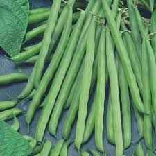 Petite Filet French Bean Seeds | Phaseolus vulgaris - Gourmet Stringless Haricots Verts