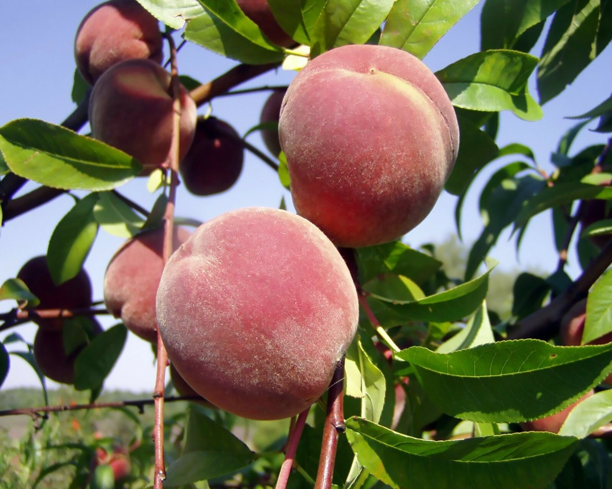 Nemaguard Peach Starter Plant (6-8 Inches) – Live Seedling, Deciduous Tree