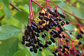 Elderberry Hardwood Cuttings (12): 6 York & 6 Adams | 6-12