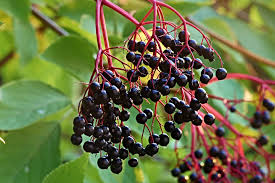 Elderberry Hardwood Cuttings (12): 6 York & 6 Adams | 6-12
