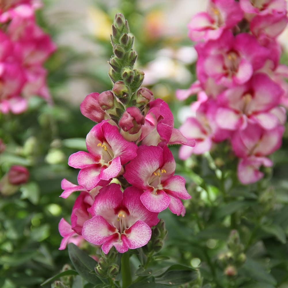 Bridal Pink Snapdragon Seeds (Antirrhinum majus) - 1000+ Seed - Soft Pink Blooms
