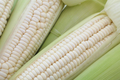 Sweet White Corn Seeds - 50 Premium Heirloom Non-GMO Seeds for Home Gardens