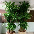 Dracaena Fragrans Corn Plant - 5 Unrooted Cuttings, Easy Indoor Starter