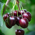 Black Cherry Tree Seeds - 30 Fresh Prunus serotina | Easy to Grow Starter Plant