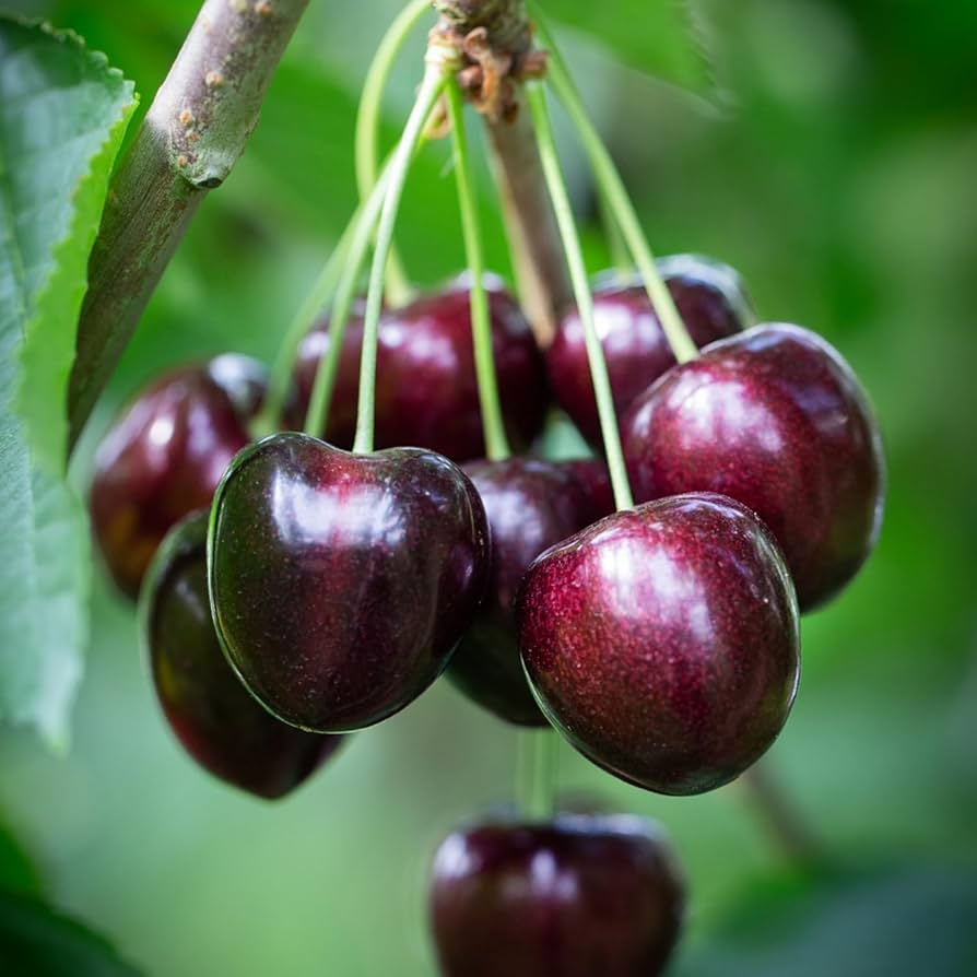Black Cherry Tree Seeds - 30 Fresh Prunus serotina | Easy to Grow Starter Plant