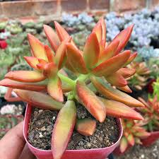 Sedum adolphi ‘Firestorm’ Bare Root Succulent - 2 Plants (2") with Red-Orange Edges