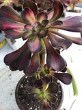 Aeonium Sunset Glow Cutting - 2.5" Head, Starter Plant, Easy to Grow