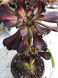 Aeonium Sunset Glow Cutting - 2.5" Head, Starter Plant, Easy to Grow
