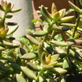 Sedum adolphi 'Golden Glow' - 3 Live Rooted Cuttings