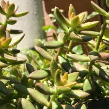 Sedum adolphi 'Golden Glow' - 3 Live Rooted Cuttings