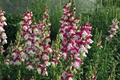 Cherry Twist Snapdragon Seeds (Antirrhinum majus) - 1000+ Seeds, Cherry-Red Blooms