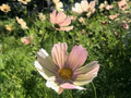Cosmos bipinnatus Apricot Lemonade Seeds - 200+ Pastel Blooms for Garden & Cut Flowers