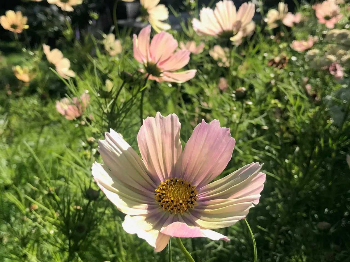 Cosmos bipinnatus Apricot Lemonade Seeds - 200+ Pastel Blooms for Garden & Cut Flowers