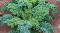 Dwarf Siberian Kale Seeds – 2,000 Non-GMO Heirloom Kale Seeds for Containers, 50-60 Days