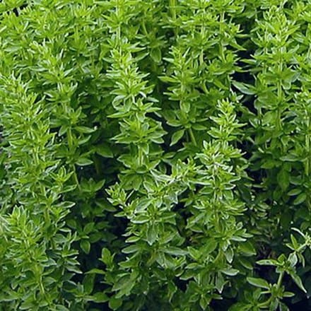 Greek Oregano (Origanum vulgare subsp. hirtum) Seeds – 2000, Aromatic Culinary Herb