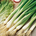 White Lisbon Onion Seeds - Heirloom Bunching Onions, 60 Days, Open-Pollinated